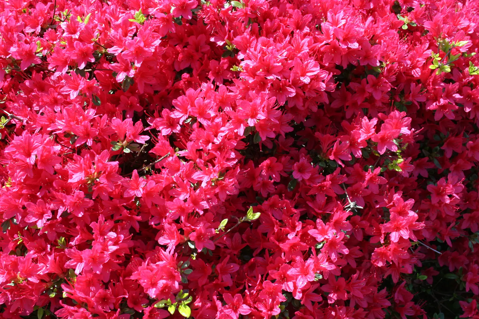 Dense azalea bush completely covered in bright red-pink blossoms