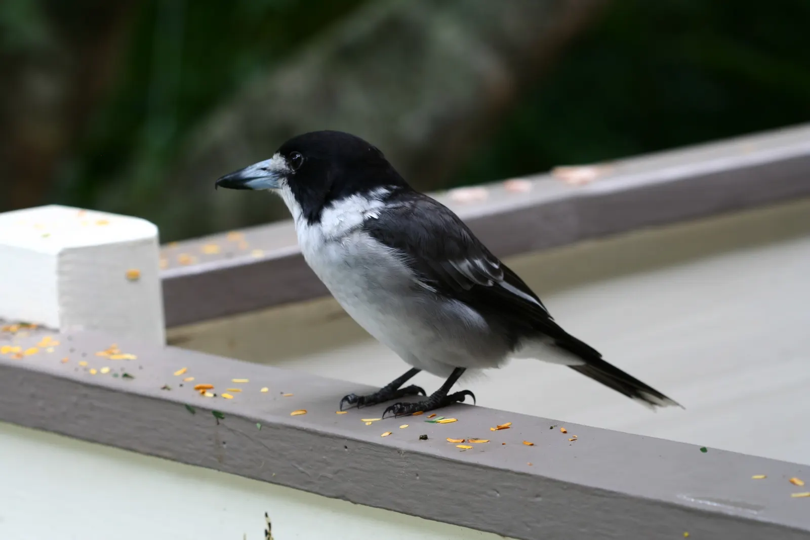 Black and white butcherbird perched on a grey wooden railing with scattered seeds