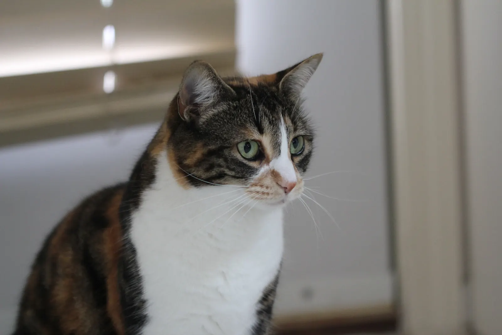 Brown, black and white calico cat sitting alertly with green eyes beside window blinds