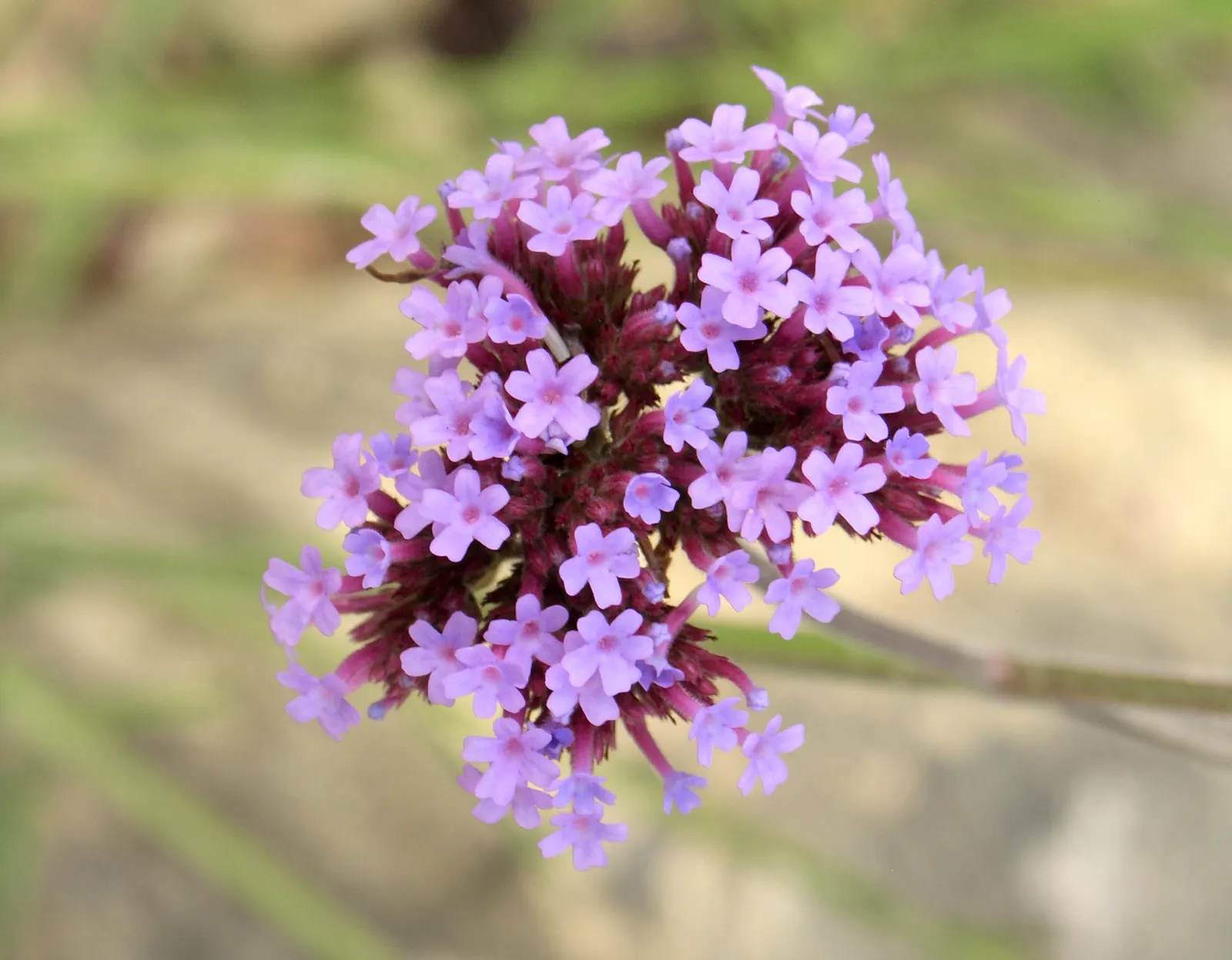 Round cluster of tiny pink-purple verbena flowers seen from above