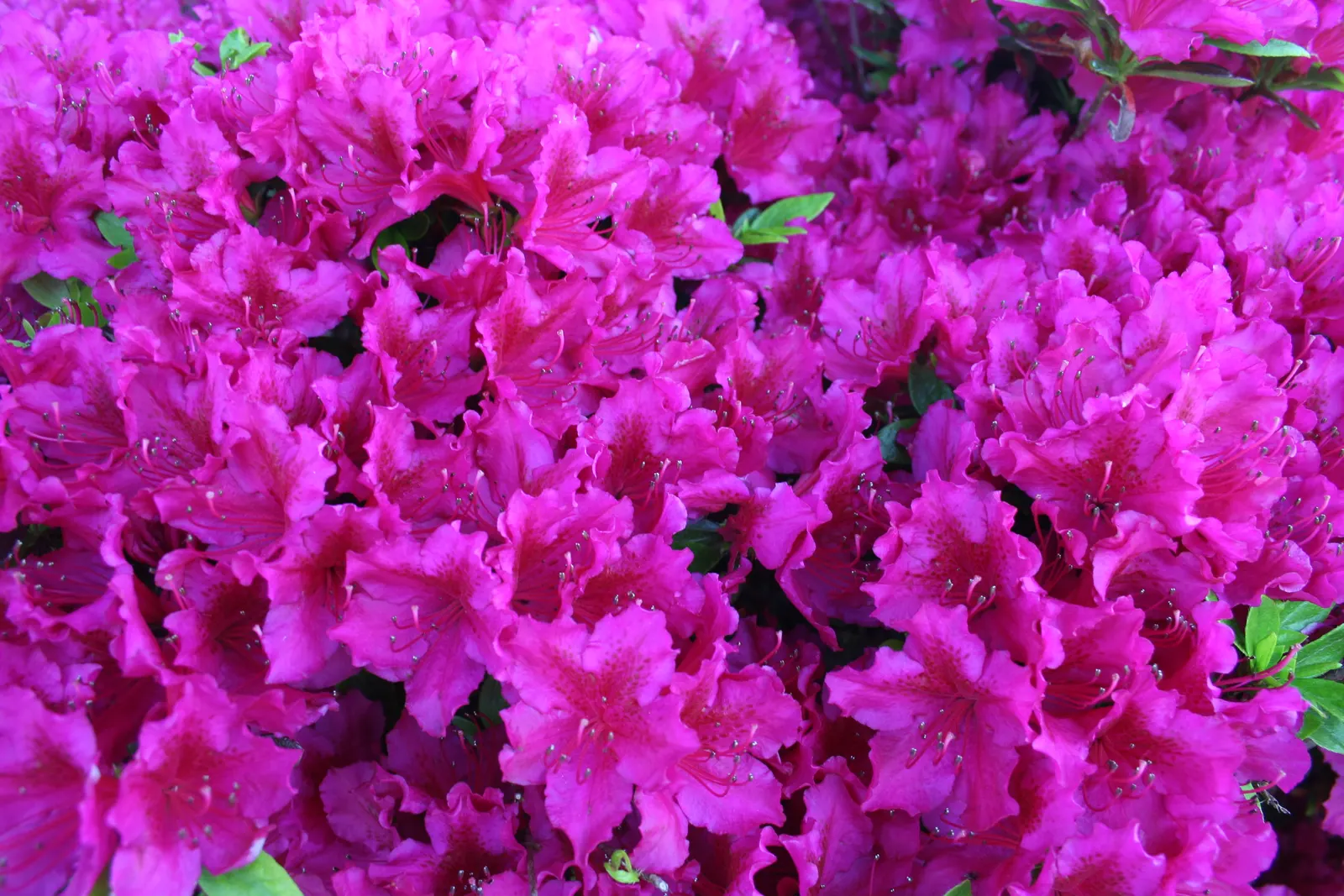Dense cluster of bright magenta azalea flowers filling the frame