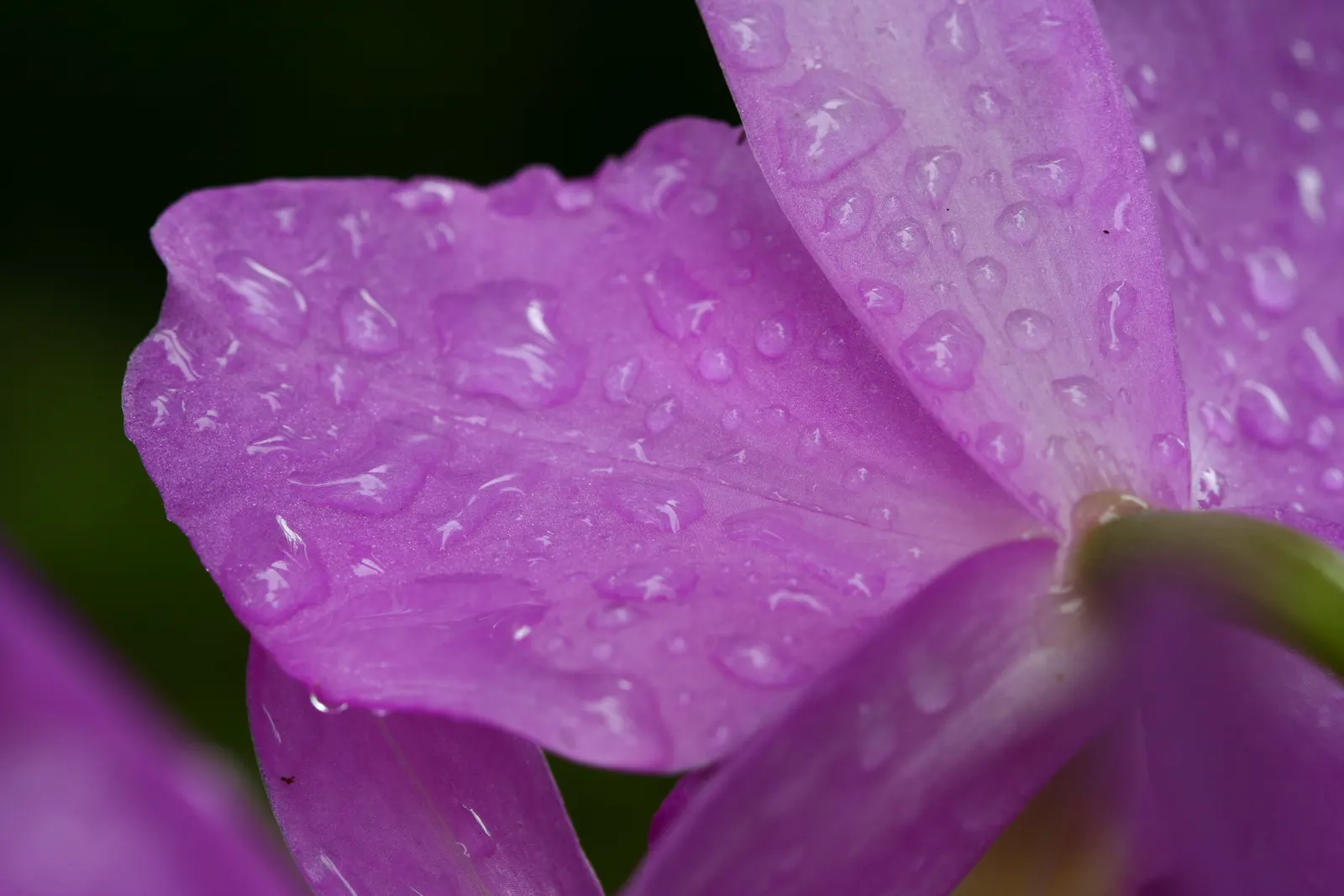 Macro of raindrops on purple orchid petals against a dark green background