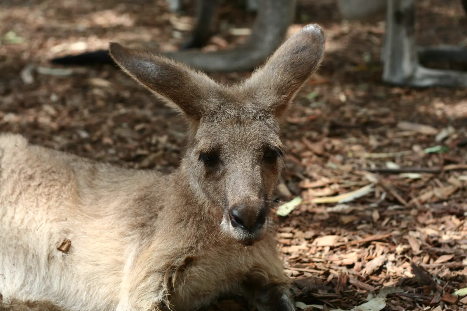 Kangaroo lying on wood chip mulch with tall ears raised, looking at the camera