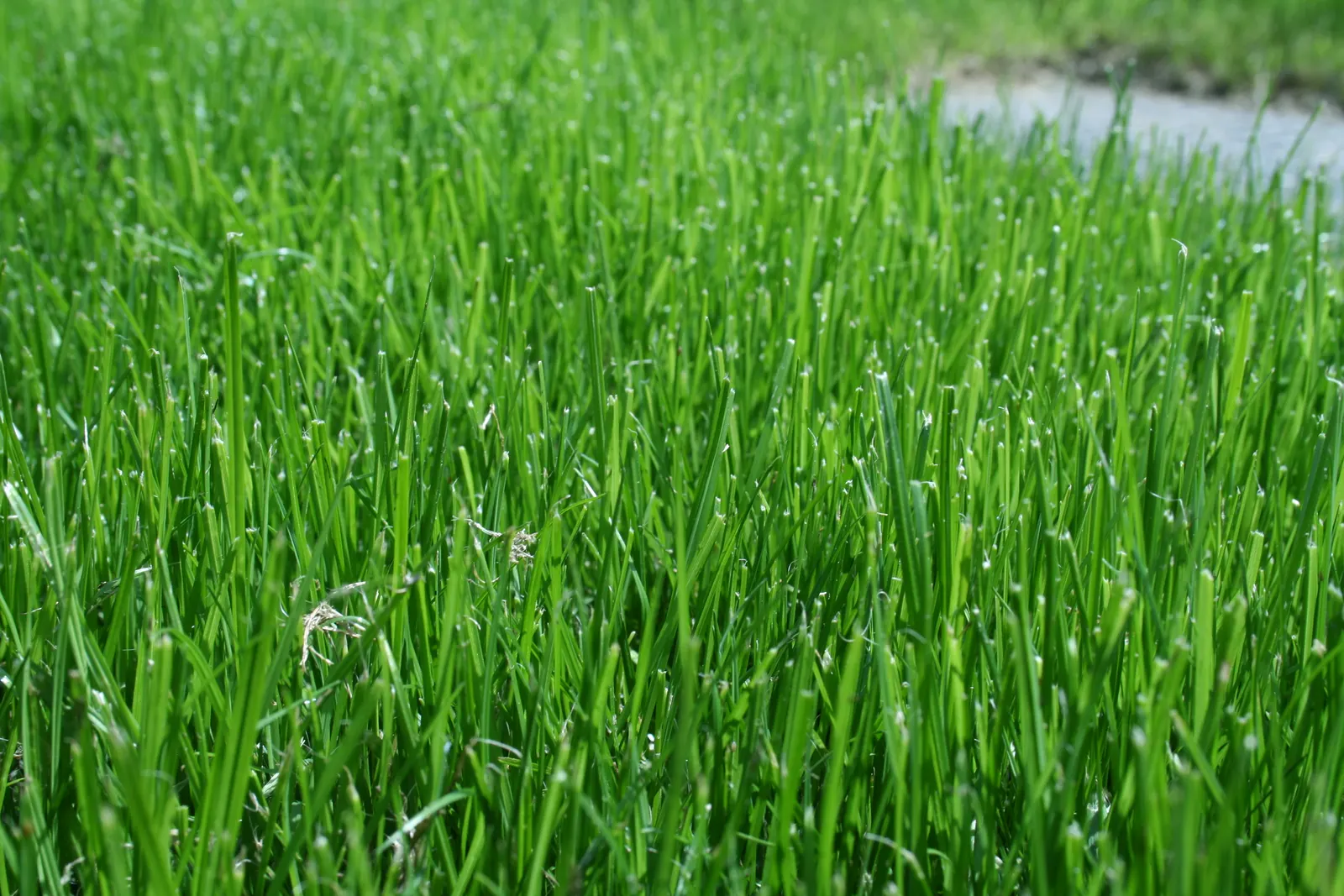 Close-up of lush green grass blades with tiny dew drops