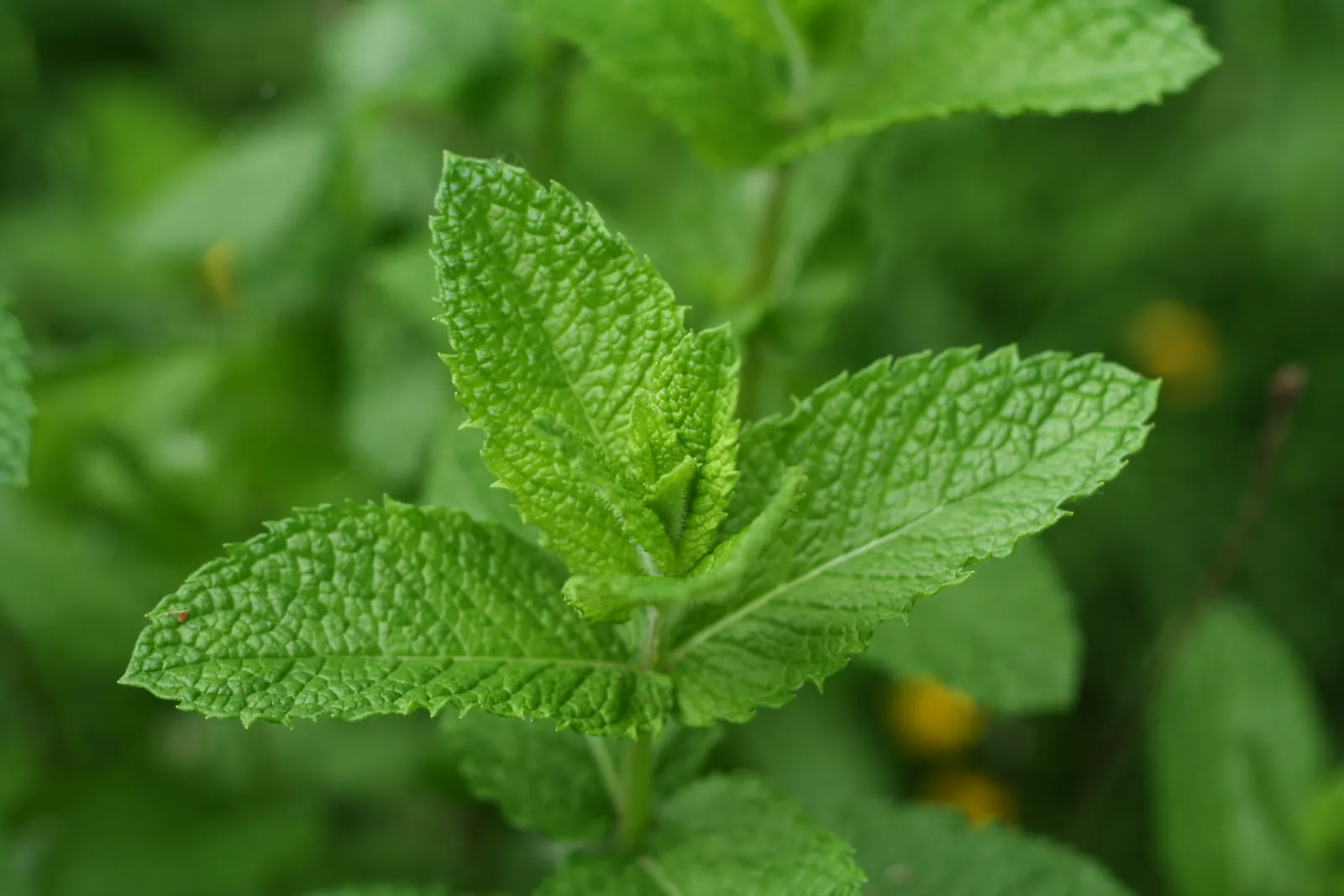 Fresh green mint leaves with textured serrated edges growing in a garden