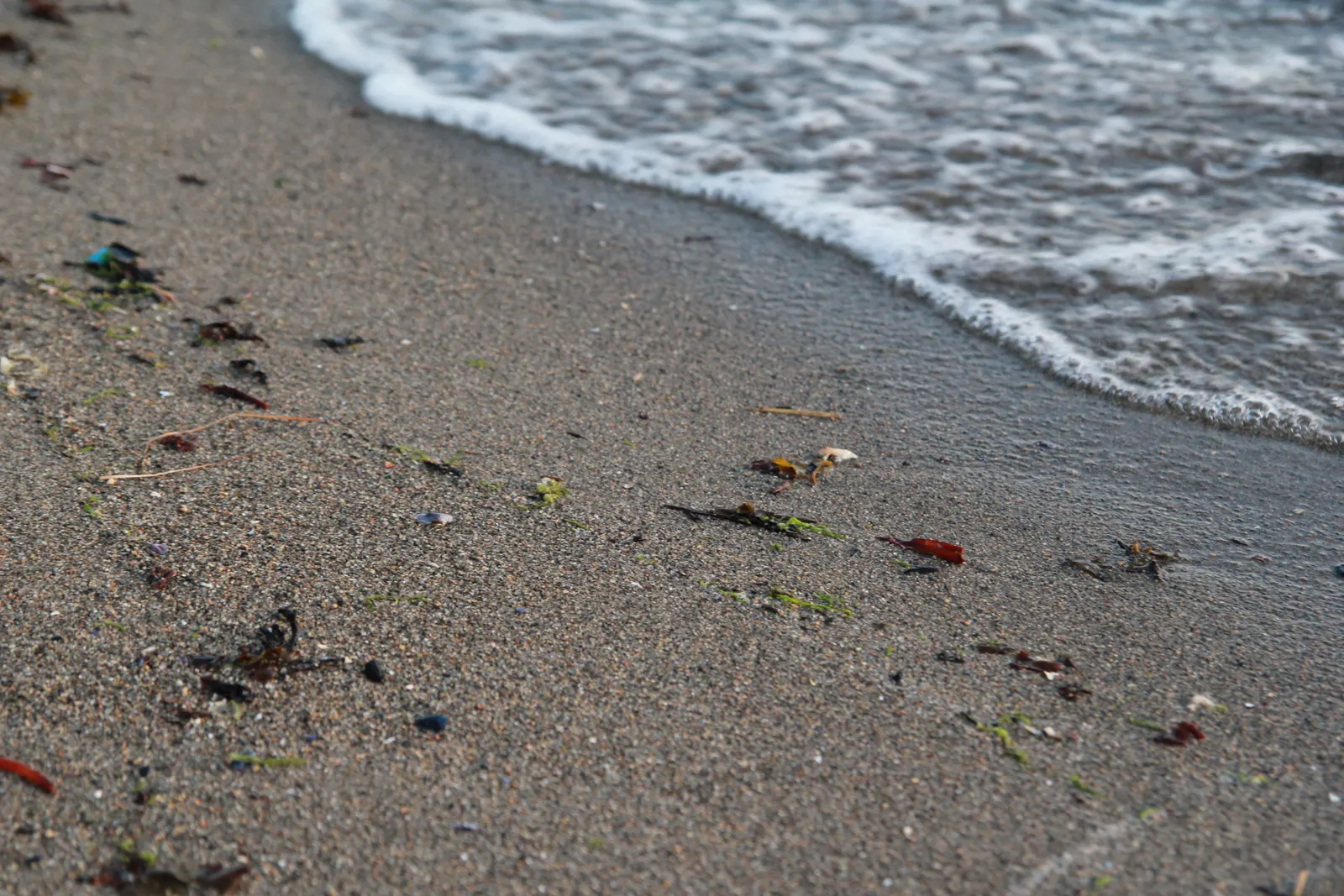 Foamy wave washing onto a wet sandy beach with seaweed and shells