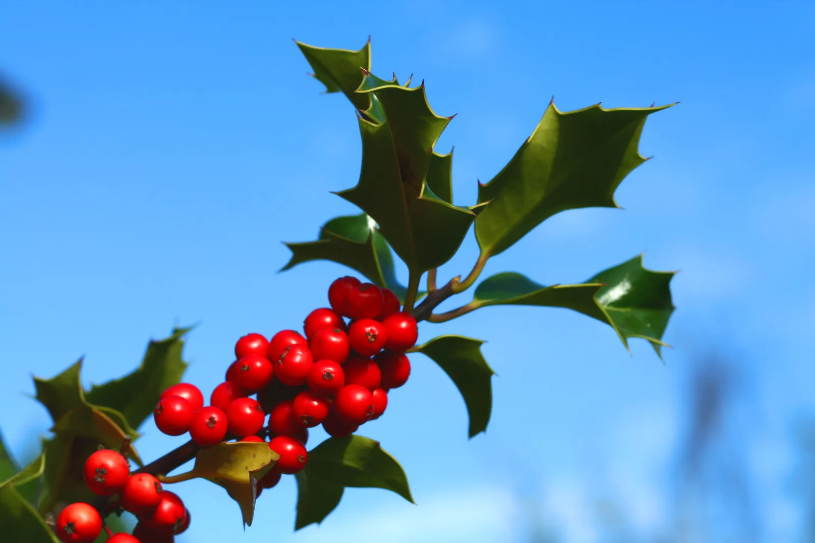 Holly branch with spiky green leaves and clustered red berries against a blue sky