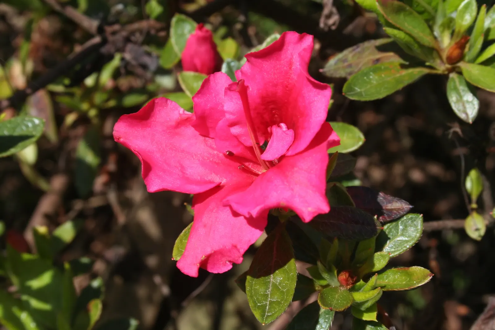 Hot pink azalea flower with a bud and dark green leaves in sunlight