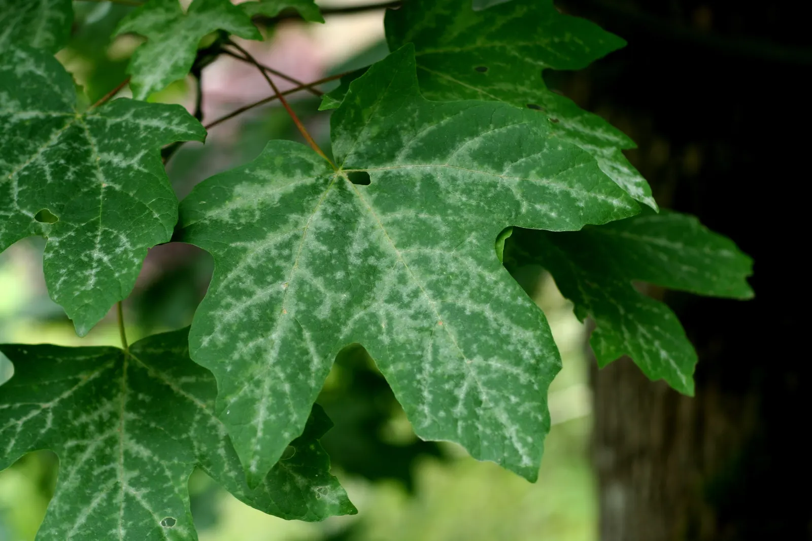 Large green lobed leaves with pale veins hanging in front of a dark tree trunk