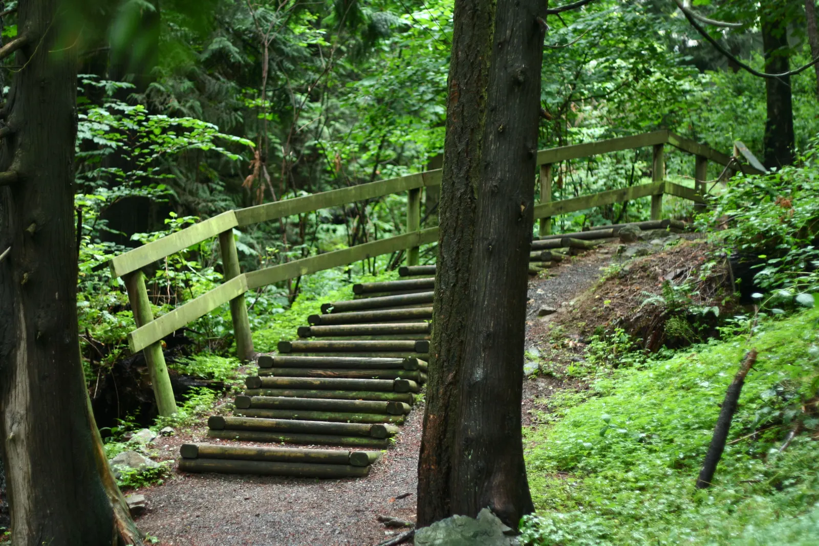 Wooden log steps and railing on a gravel trail through a green forest