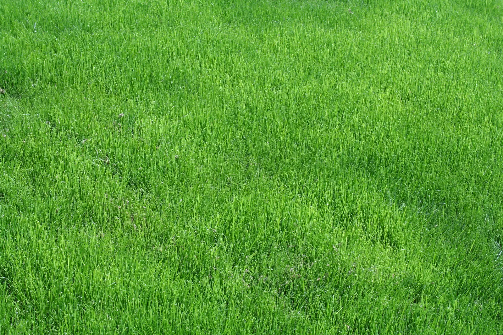 Close view of lush bright green grass filling the frame