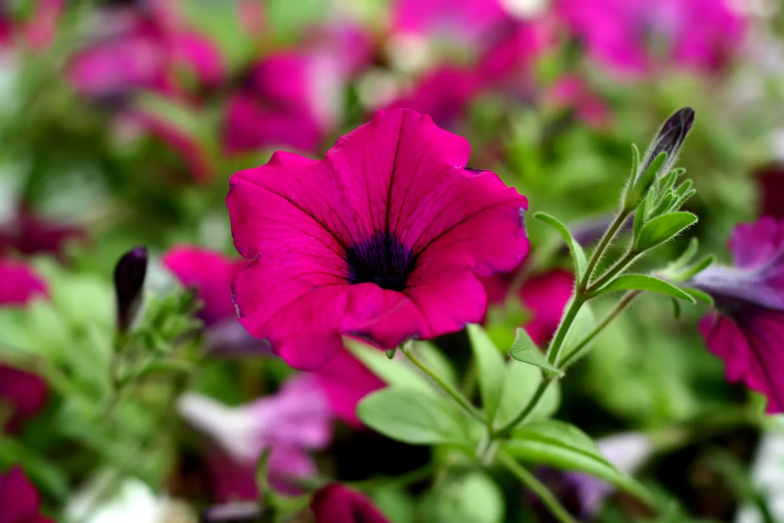 Magenta petunia flower with dark center among blurred pink flowers and green leaves