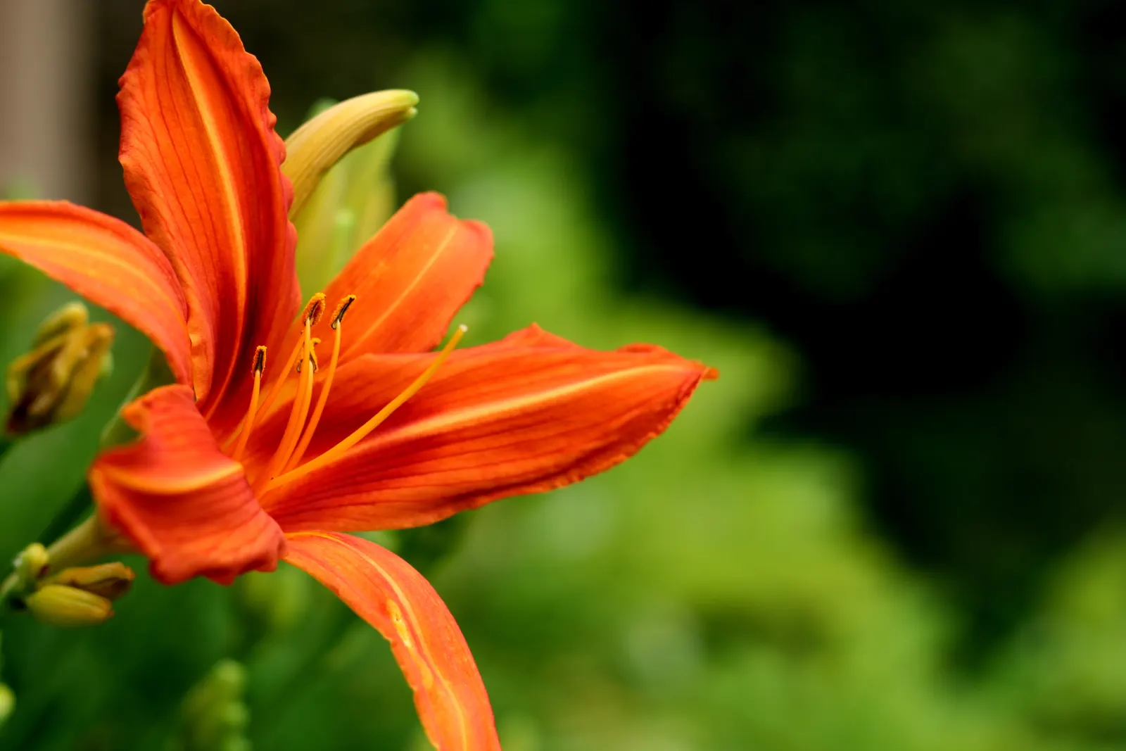 Orange day lily bloom with long stamens and unopened buds against blurred green foliage