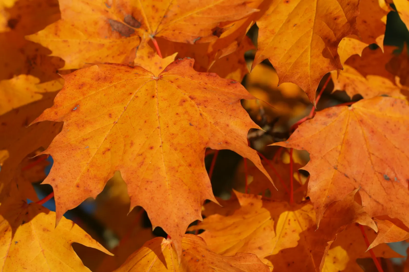 Cluster of orange and gold autumn maple leaves with red stems in warm sunlight