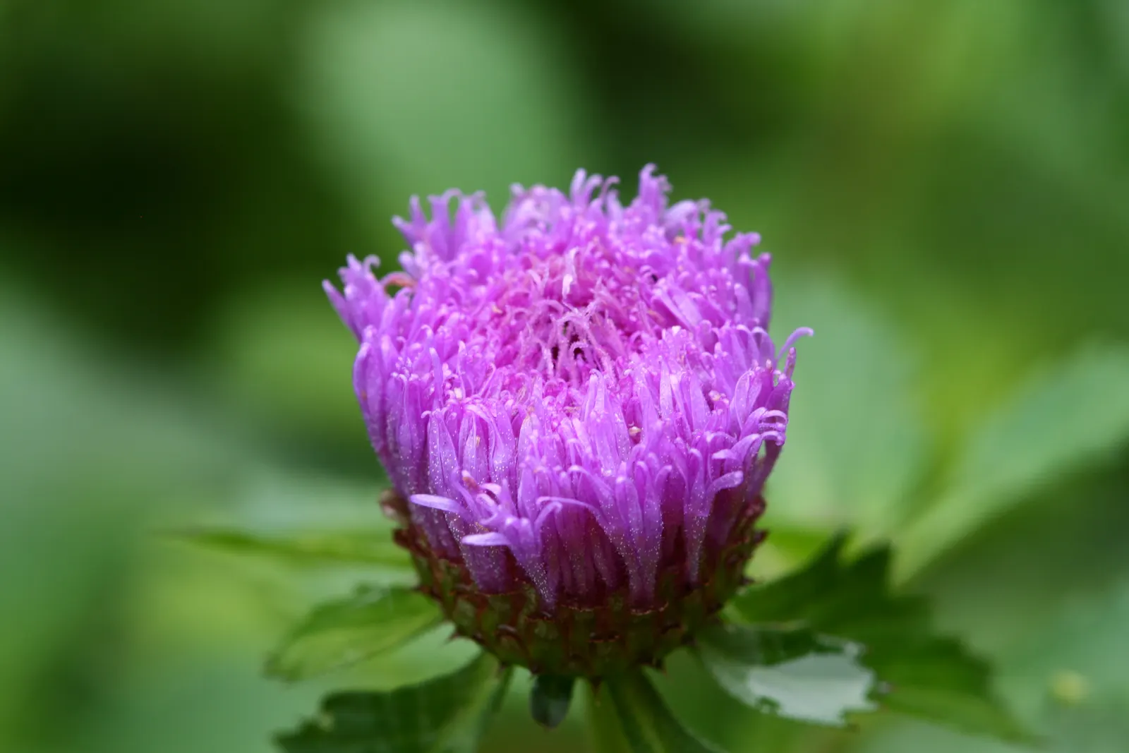 Close-up of a purple fluffy flower bud with green leaves blurred behind