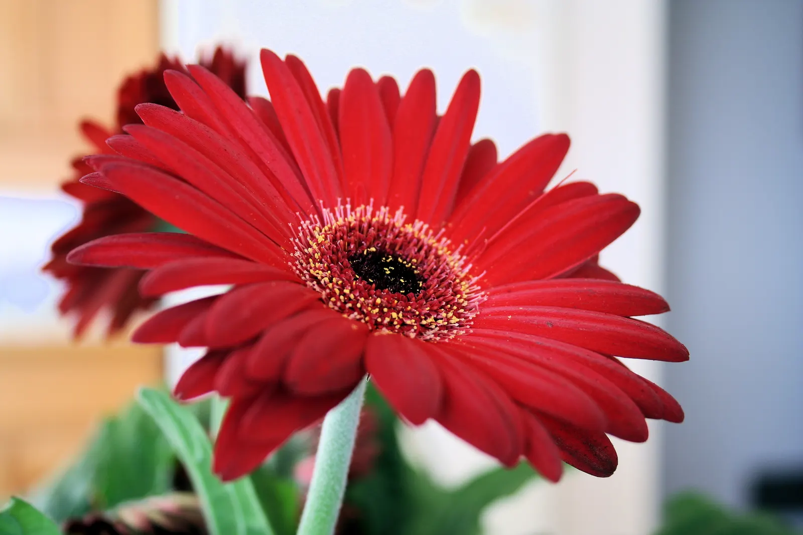 Close-up of a red gerbera daisy with a dark centre and long red petals