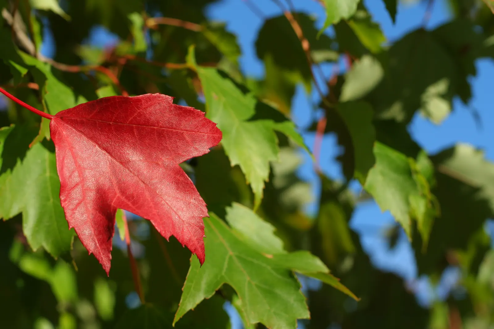 Lone red maple leaf among green leaves with blue sky showing through