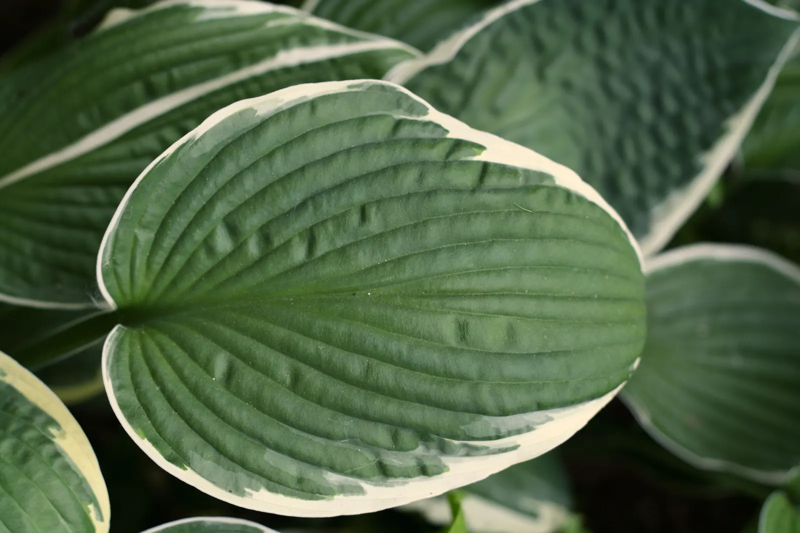 Close-up of large green hosta leaves with white edges and prominent veins