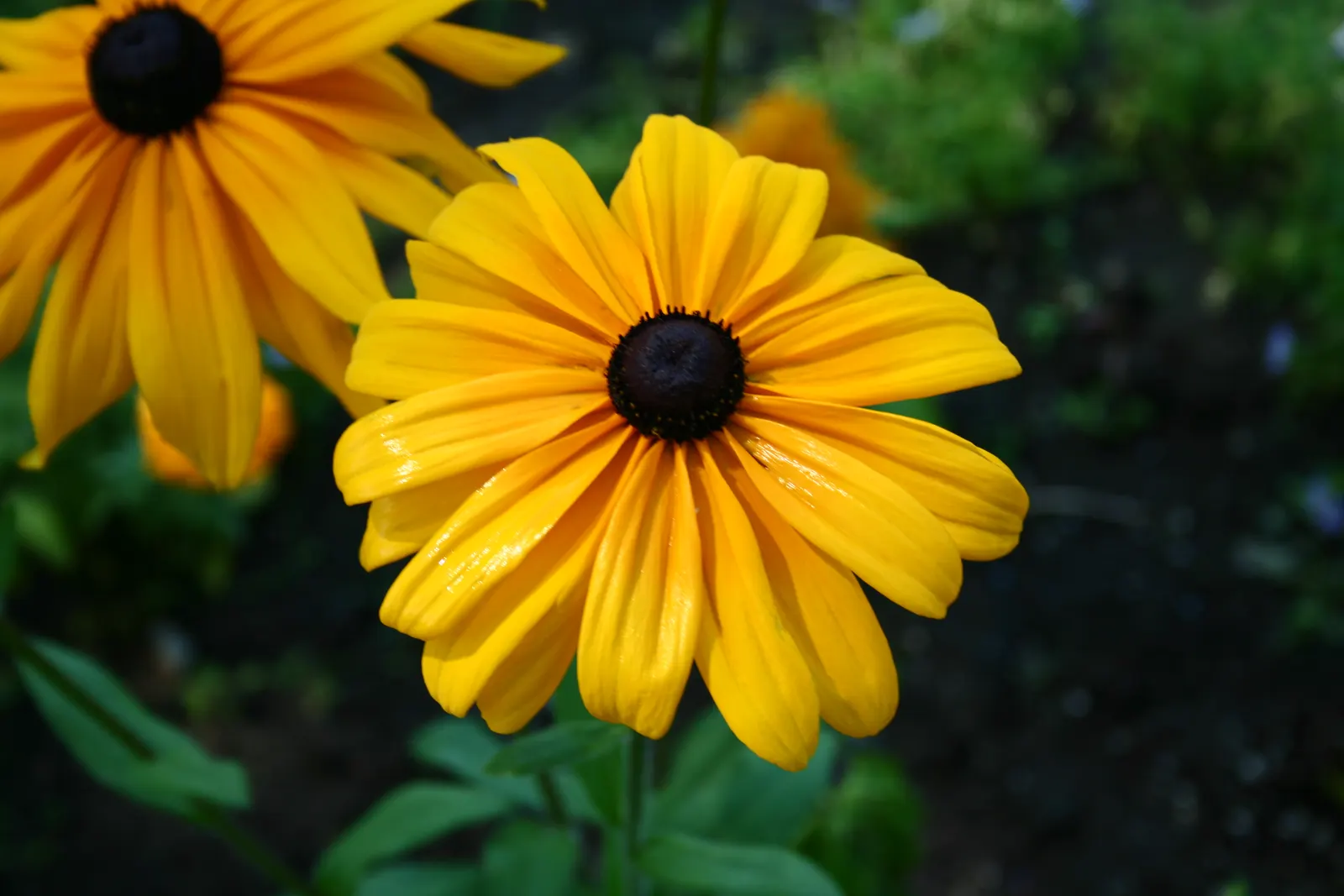 Yellow black-eyed Susan flowers with dark centres in a garden