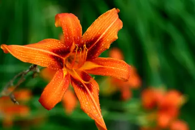 Orange daylily with water droplets on its petals against a blurred green background