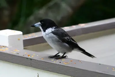 Black and white butcherbird perched on a grey wooden railing with scattered seeds