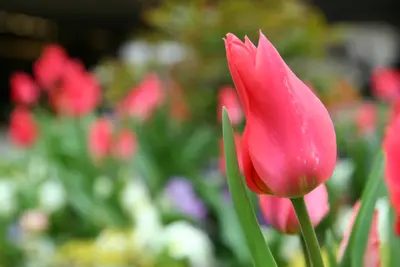 Coral pink tulip in focus with a blurred spring flower bed behind