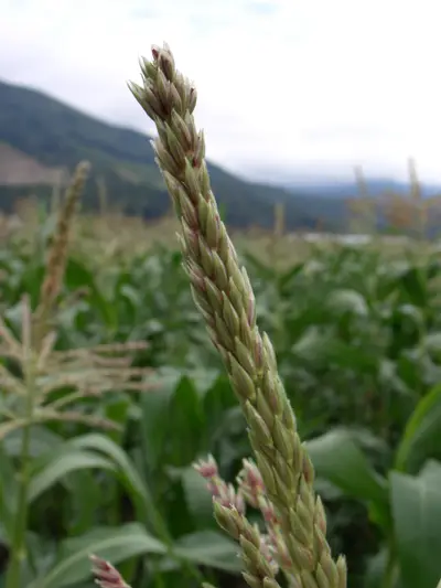 Corn tassel in sharp focus above a cornfield with mountains in the background