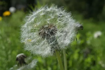 Dandelion seed head with fluffy white seeds in a green meadow