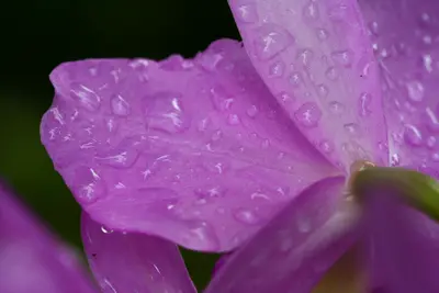 Macro of raindrops on purple orchid petals against a dark green background