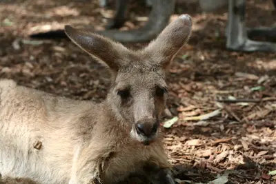 Kangaroo lying on wood chip mulch with tall ears raised, looking at the camera