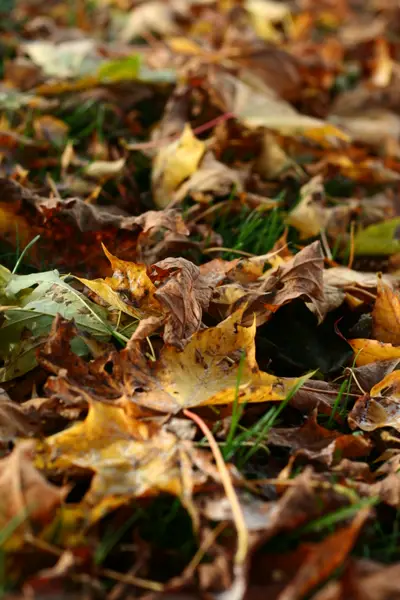 Golden and brown fallen maple leaves scattered among green grass blades on the ground