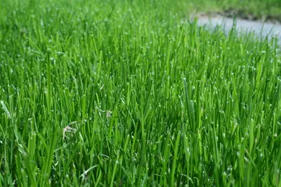 Close-up of lush green grass blades with tiny dew drops