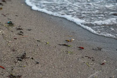 Foamy wave washing onto a wet sandy beach with seaweed and shells