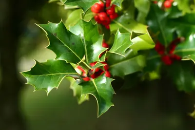 Green holly leaves with spiky edges and clusters of red berries on a branch