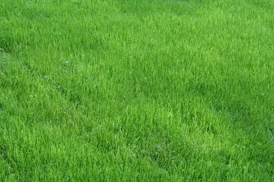 Close view of lush bright green grass filling the frame