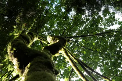 Looking up a moss-covered tree trunk into a green forest canopy with sunlight through leaves