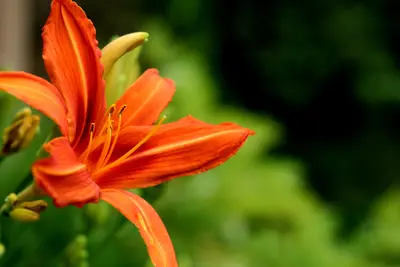 Orange day lily bloom with long stamens and unopened buds against blurred green foliage