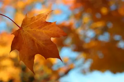 Orange maple leaf in sharp focus with blurred autumn trees and blue sky behind
