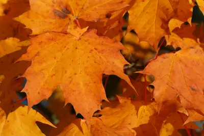 Cluster of orange and gold autumn maple leaves with red stems in warm sunlight