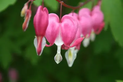 Pink and white heart-shaped bleeding heart flowers hanging from a stem with blurred green leaves