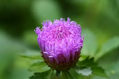 Close-up of a purple fluffy flower bud with green leaves blurred behind