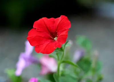 Single red petunia flower in sharp focus with pink and purple flowers blurred behind