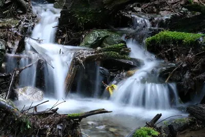 Long exposure of a small stream cascading over mossy rocks and logs in a forest