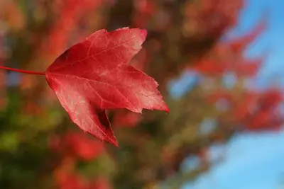 A single red maple leaf in focus with blurred red autumn foliage and blue sky behind