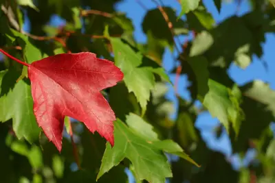 Lone red maple leaf among green leaves with blue sky showing through