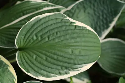 Close-up of large green hosta leaves with white edges and prominent veins