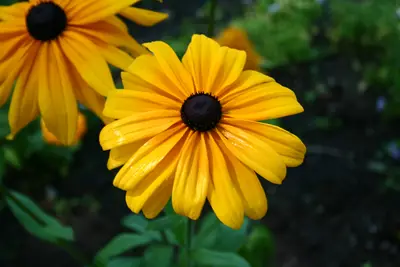 Yellow black-eyed Susan flowers with dark centres in a garden